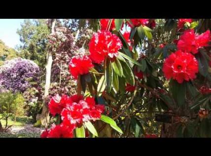 Embedded thumbnail for National Botanic Gardens Kilmacurragh